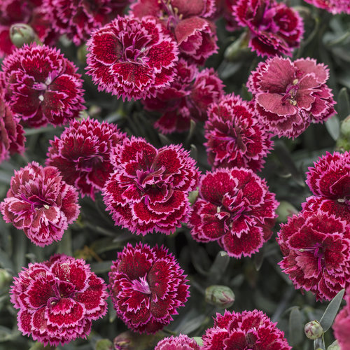 Fruit Punch® 'Black Cherry Frost' - Pinks - Dianthus hybrid