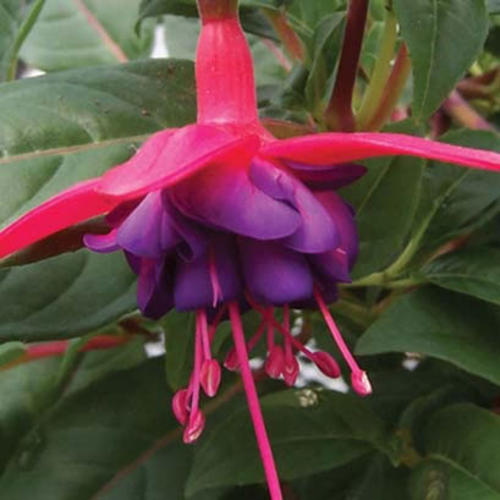 Dollar Princess - Upright Fuchsia - Fuchsia hybrid