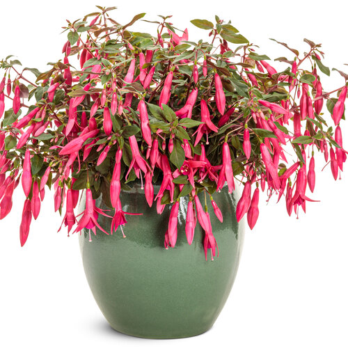 Beauty Shot: Sun Pendants™ Hot Pink 