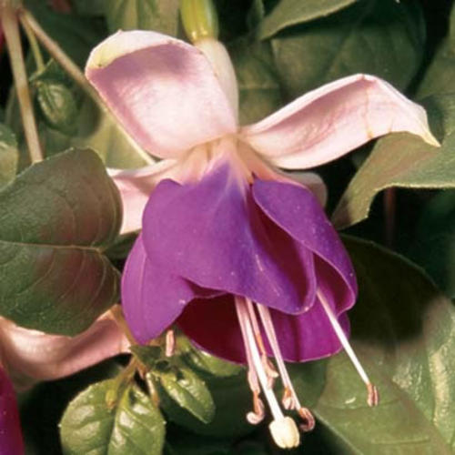 Lena - Trailing Fuchsia - Fuchsia hybrid