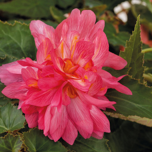 Funky® Pink - Begonia x hybrida