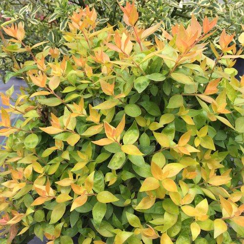 Funshine® - Abelia grandiflora