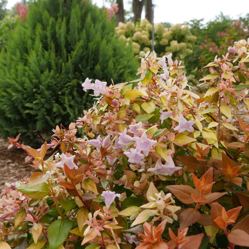 Small funshine abelia flowering shrub with lime green foliage and purple flowers