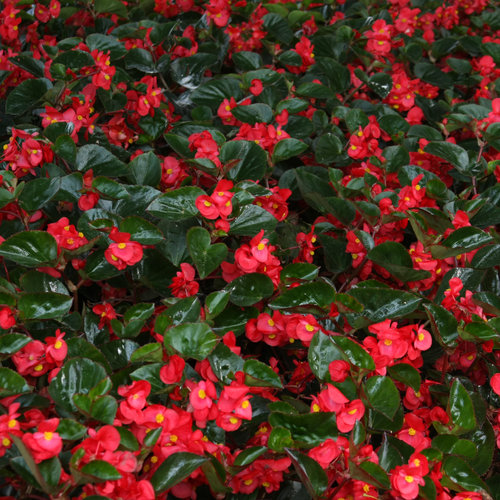 Surefire® Red - Begonia benariensis