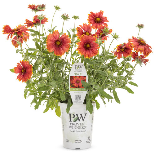 Heat it Up™ Scarlet Blanket Flower Gaillardia hybrid Proven Winners