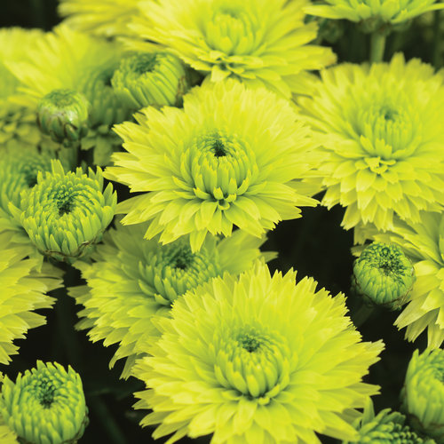 Key Lime Garden Mum - Chrysanthemum grandiflorum
