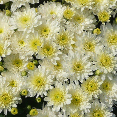 Moonglow White Garden Mum - Chrysanthemum grandiflorum