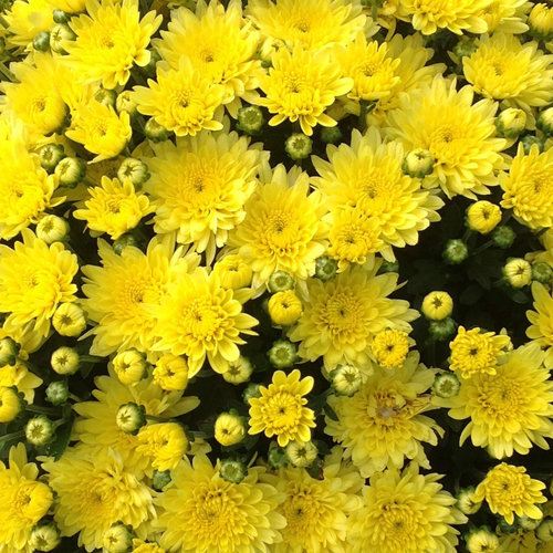 Moonglow Yellow Garden Mum - Chrysanthemum grandiflorum