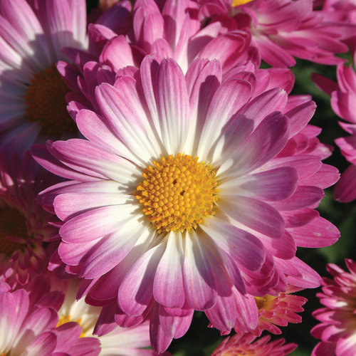 Stacy™ Pink Garden Mum - Chrysanthemum grandiflorum