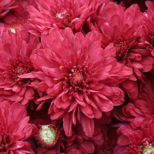 Wanda Red Garden Mum - Chrysanthemum grandiflorum