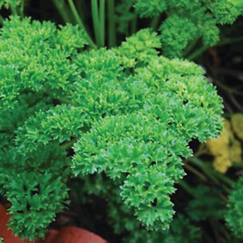 Garnish™ - Parsley - Petroselinum crispum