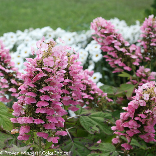 Image of Gatsby Pink oakleaf hydrangea image 4