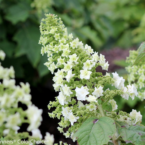 Image of Hydrangea quercifolia 'Gatsby Star' shrub