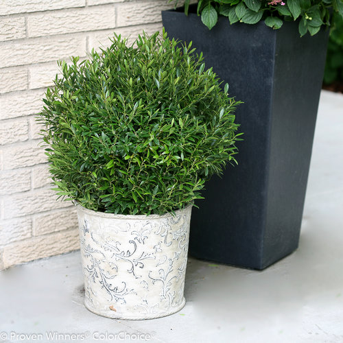 Gem Box® - Inkberry holly - Ilex glabra