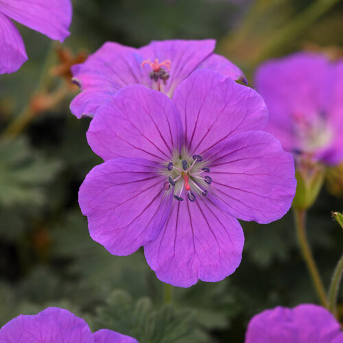 Purple Glow - Cranesbill - Geranium sanguineum