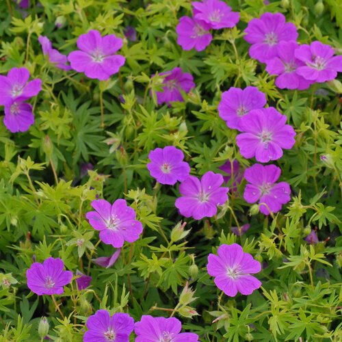 'New Hampshire Purple' - Hardy Geranium, Bloody Cranesbill - Geranium sanguineum
