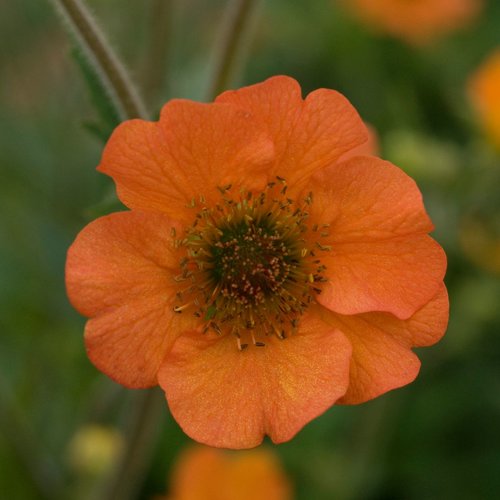 'Totally Tangerine' - Avens - Geum chiloense