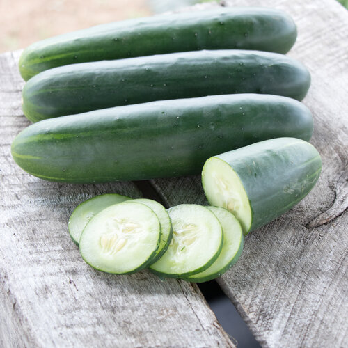 Goliath - Slicing Cucumber - Cucumis  