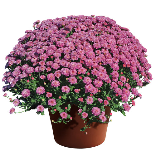 Gigi Dark Pink Garden Mum - Chrysanthemum grandiflorum