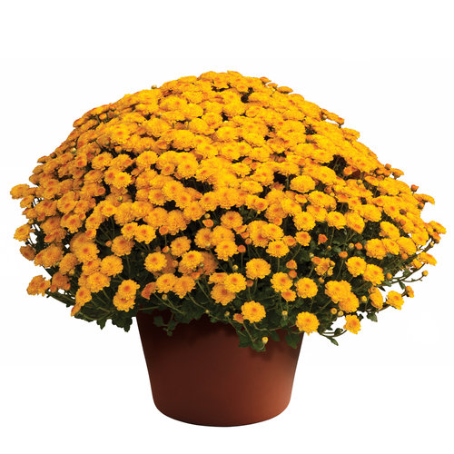 Gigi Gold Garden Mum - Chrysanthemum grandiflorum