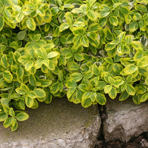 gold_splash_euonymus_f_img_0701.jpg