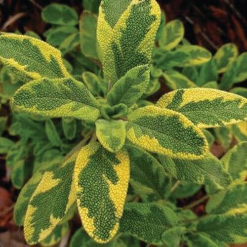 Good Friends™ - Sage - Salvia officinalis 'Aureaus'