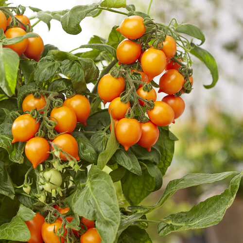 Goodhearted® Orange - Dwarf Cherry Tomato - Solanum lycopersicum