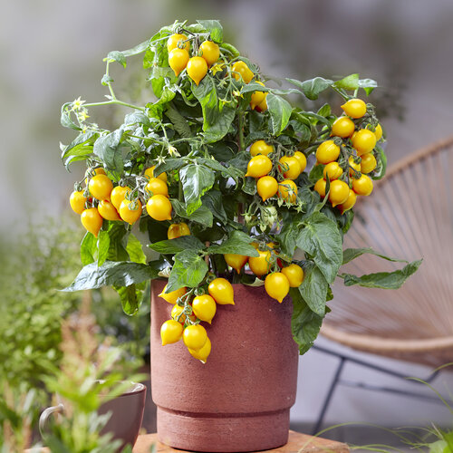 Goodhearted® Yellow - Dwarf Cherry Tomato - Solanum lycopersicum