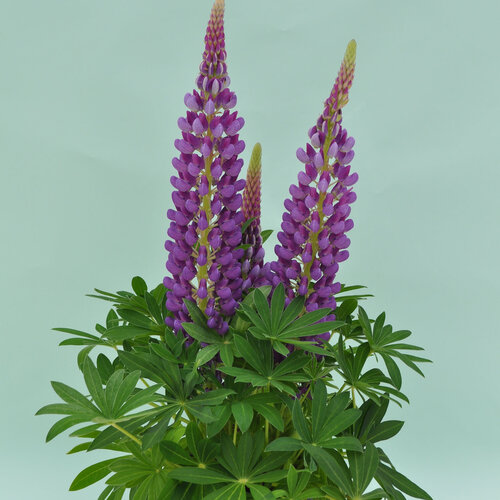 Staircase™ Blue - Lupine - Lupinus polyphyllus