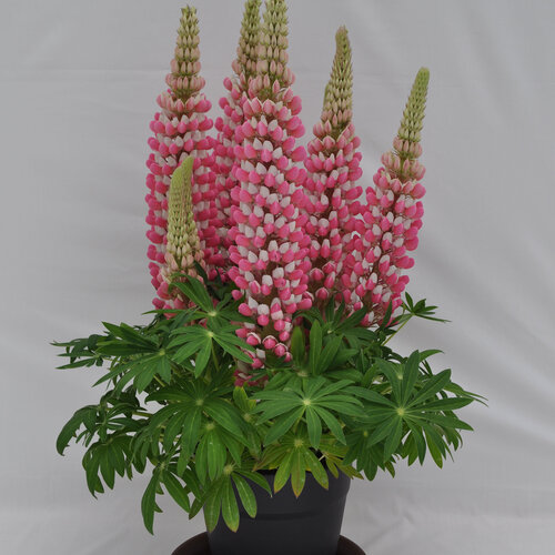 Staircase™ Rose White - Lupine - Lupinus polyphyllus
