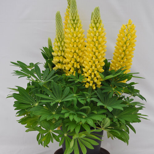 Staircase™ Yellow - Lupine - Lupinus polyphyllus