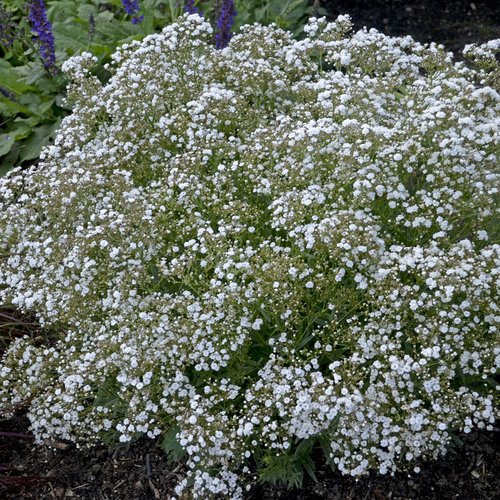 Image of Baby's breath (Gypsophila paniculata) plant