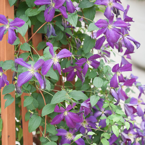 happy_jack_purple_clematis-2.jpg