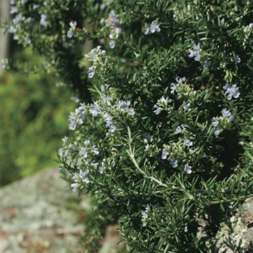 Happy Trails™ - Rosemary - Rosmarinus officinalis