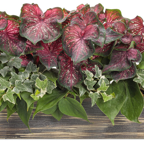 heart_to_heart_planter_1_scarlet_flame_pathos_ivy_01.jpg