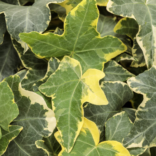 'Gold Child' - Ivy - Hedera helix