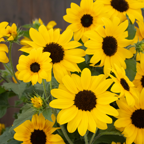 Suncredible® Yellow II - sunflower - Helianthus  
