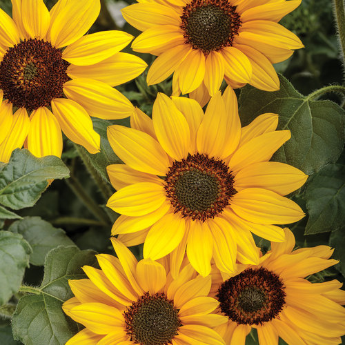 Suncredible Yellow Sunflower Helianthus Hybrid Proven Winners