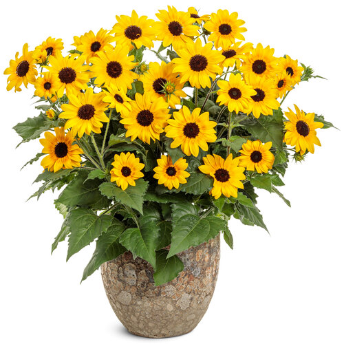 Beauty Shot: Suncredible® Yellow II - sunflower - Helianthus