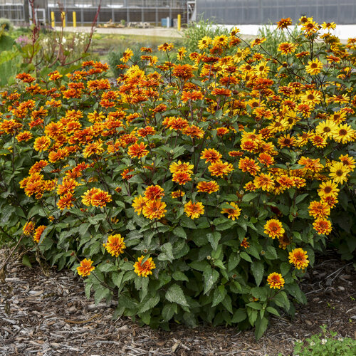 'Forged in Fire' - False Sunflower - Heliopsis helianthoides