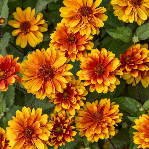 Close-up: Heliopsis Forged in Fire False Sunflower