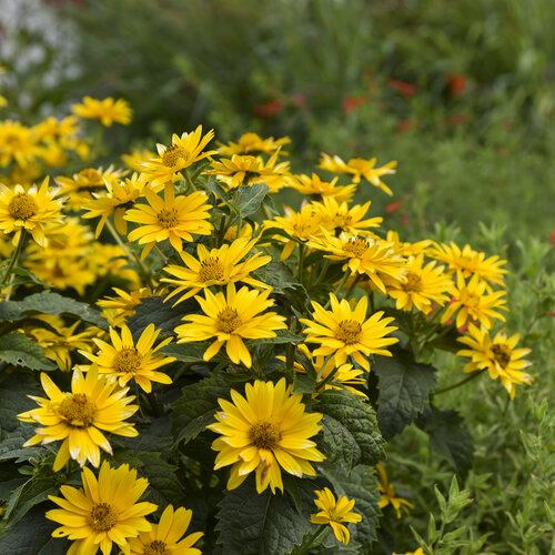 Tuscan Gold™ - False Sunflower - Heliopsis helianthoides
