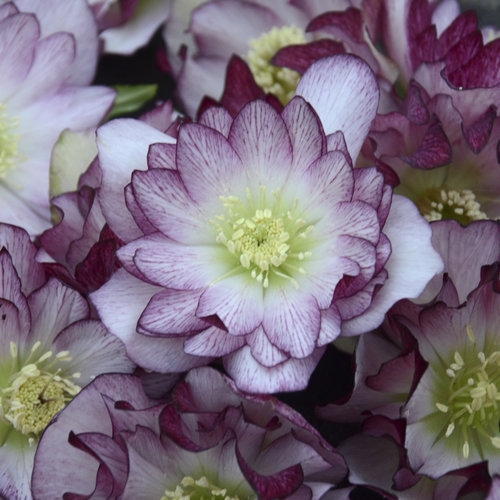 Wedding Party® Blushing Bridesmaid - Lenten Rose - Helleborus hybrid