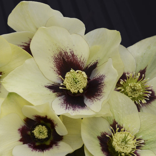Honeymoon® Spanish Flare - Lenten Rose - Helleborus hybrid