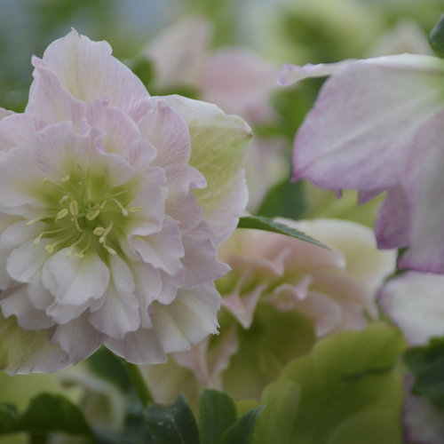 Wedding Party® Flower Girl - Lenten Rose - Helleborus hybrid