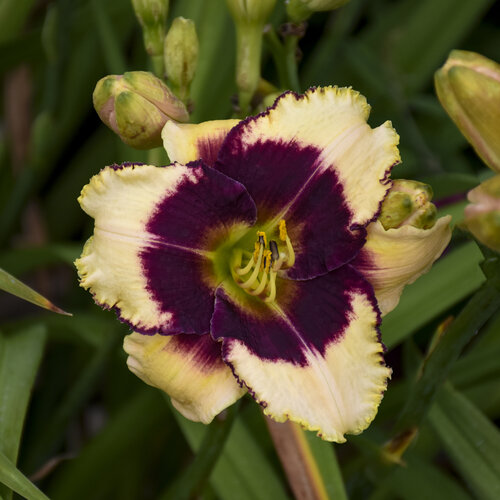 'Blackthorne' - Daylily - Hemerocallis hybrid