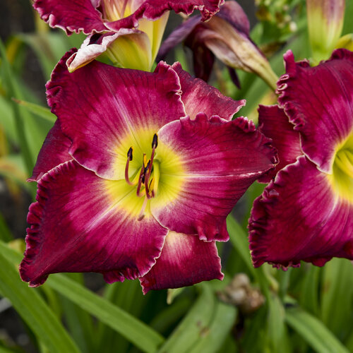 Rainbow Rhythm® 'Blood, Sweat and Tears' - Daylily - Hemerocallis hybrid