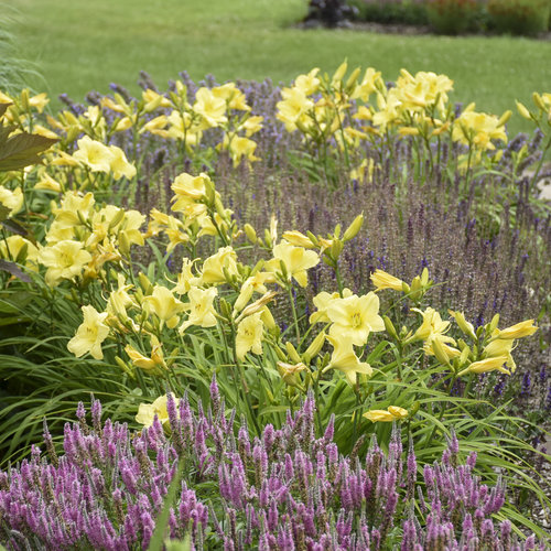 hemerocallis_going_bananas_apj19_22.jpg