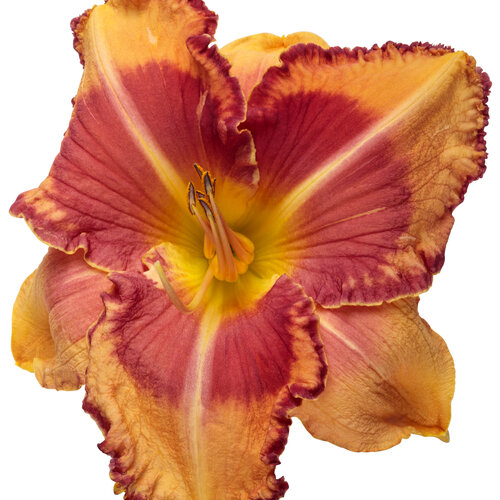 hemerocallis_rainbow_rhythm_lake_of_fire_macro_01.jpg