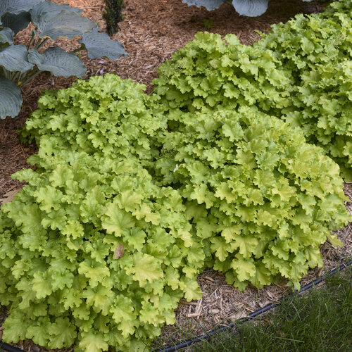 heuchera_apple_twist_nrh22_5.jpg